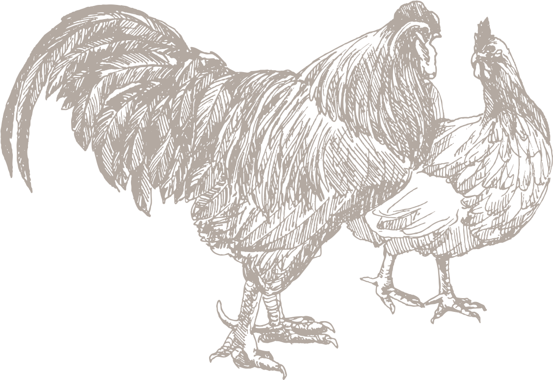 Poultry, Class (1152x792), Png Download