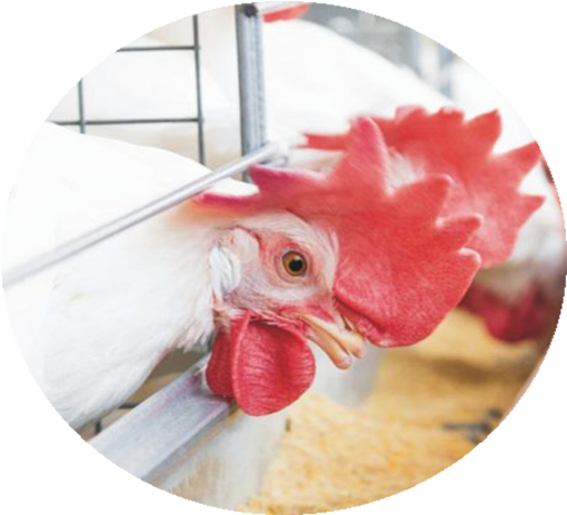 Poultry-4 (744x493), Png Download