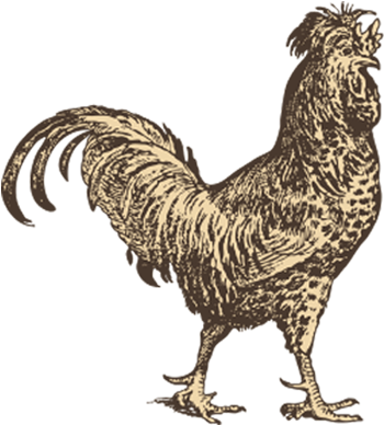 Poultry (620x570), Png Download