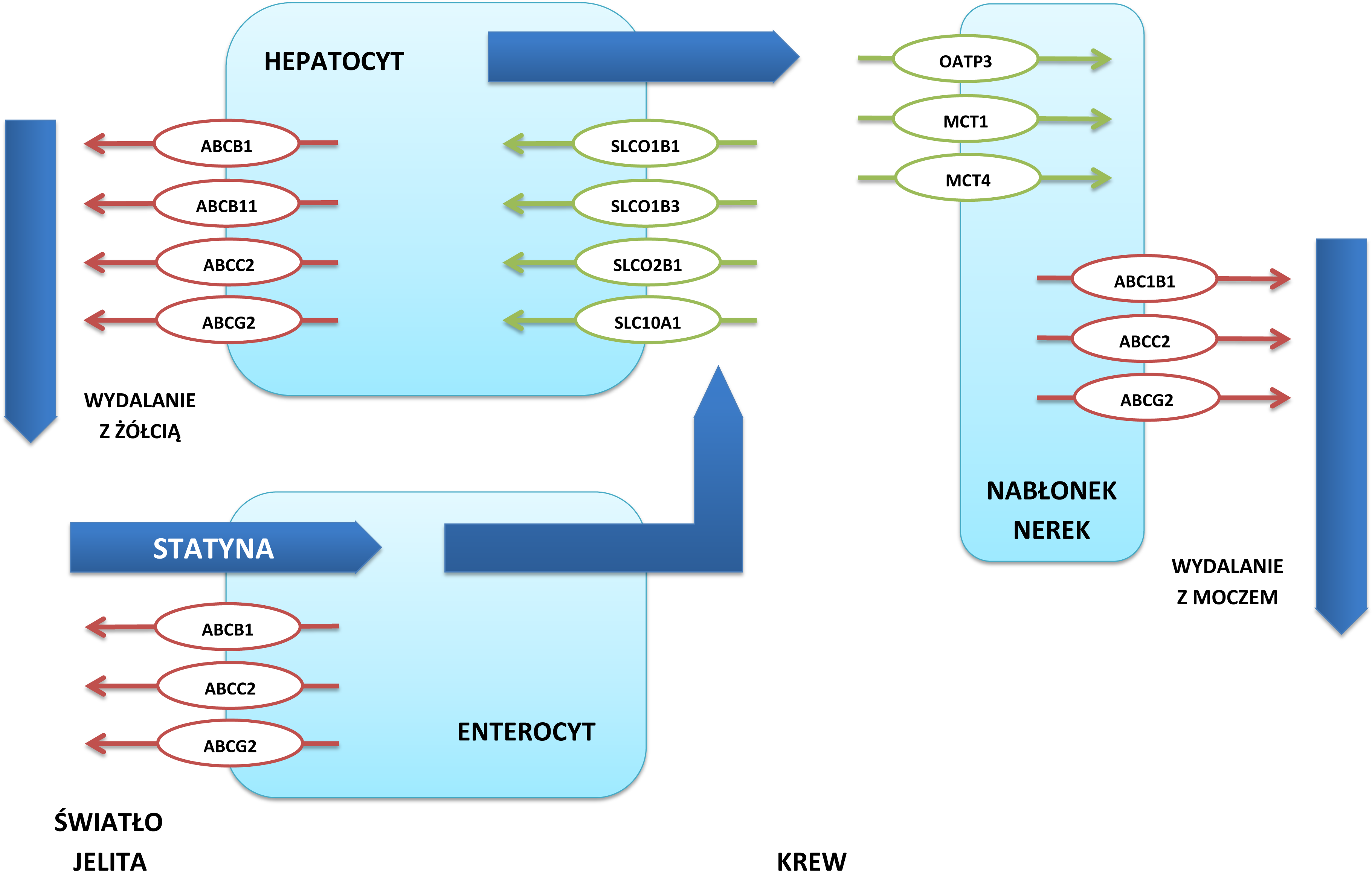 Vectorial Pathway For Statin Distribution From Enterocytes (3654x2375), Png Download