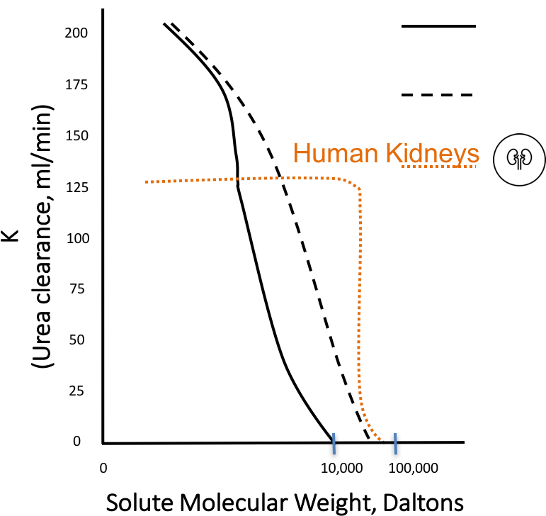 Normal Kidneys Have A Urea Clearance Of Around 125ml/min (793x774), Png Download