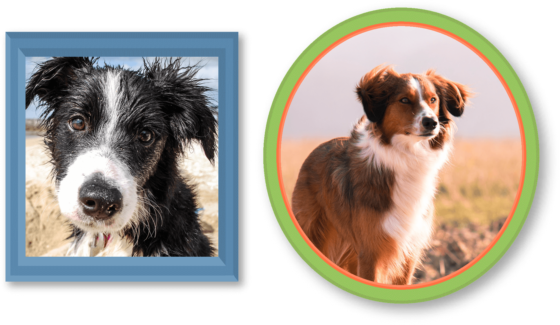 If You Are Interested In This Breed, Please Consider (1951x1129), Png Download