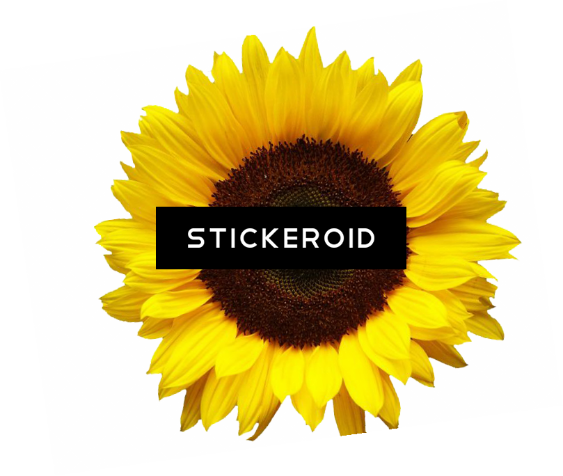 Sunflowers (809x684), Png Download