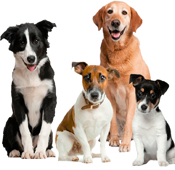 Adopt Dog (640x640), Png Download