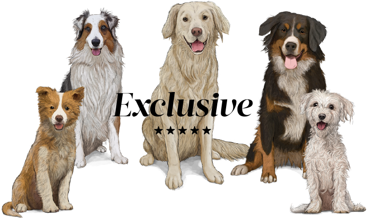 Perros Png (843x496), Png Download