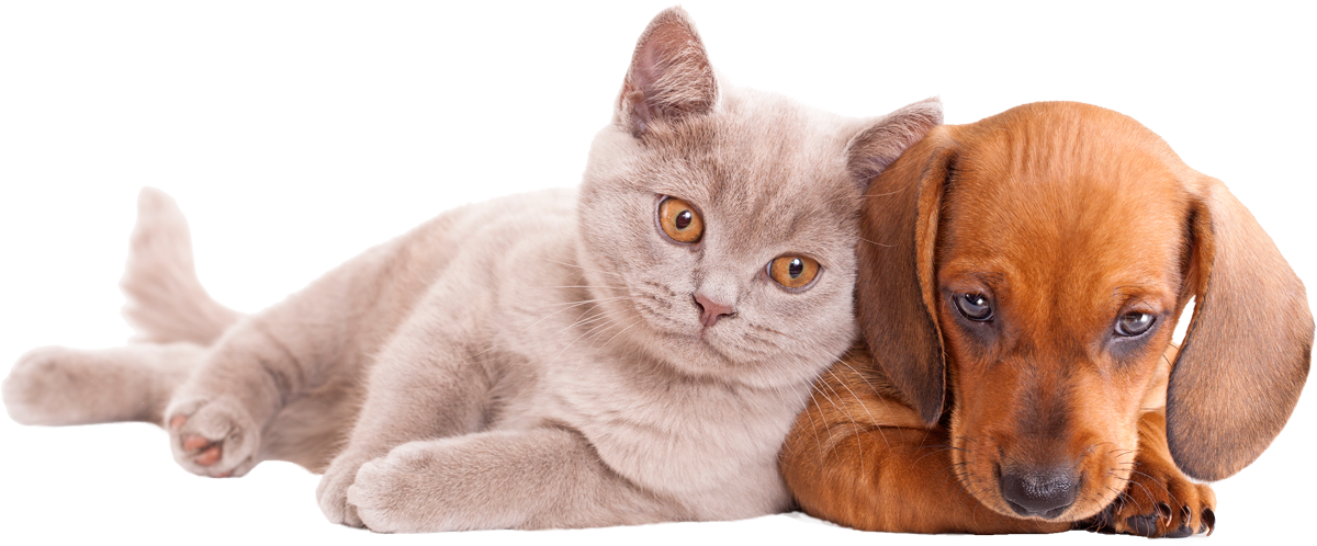 Perro Y Gato Miran Abajo Filosofía De Natural Gos (1200x498), Png Download