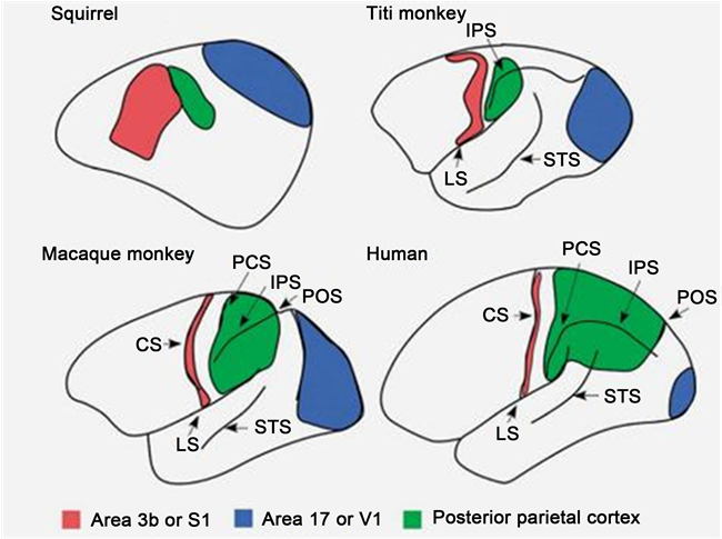The Brain Size Has Increased Over Million Years Of (902x484), Png Download