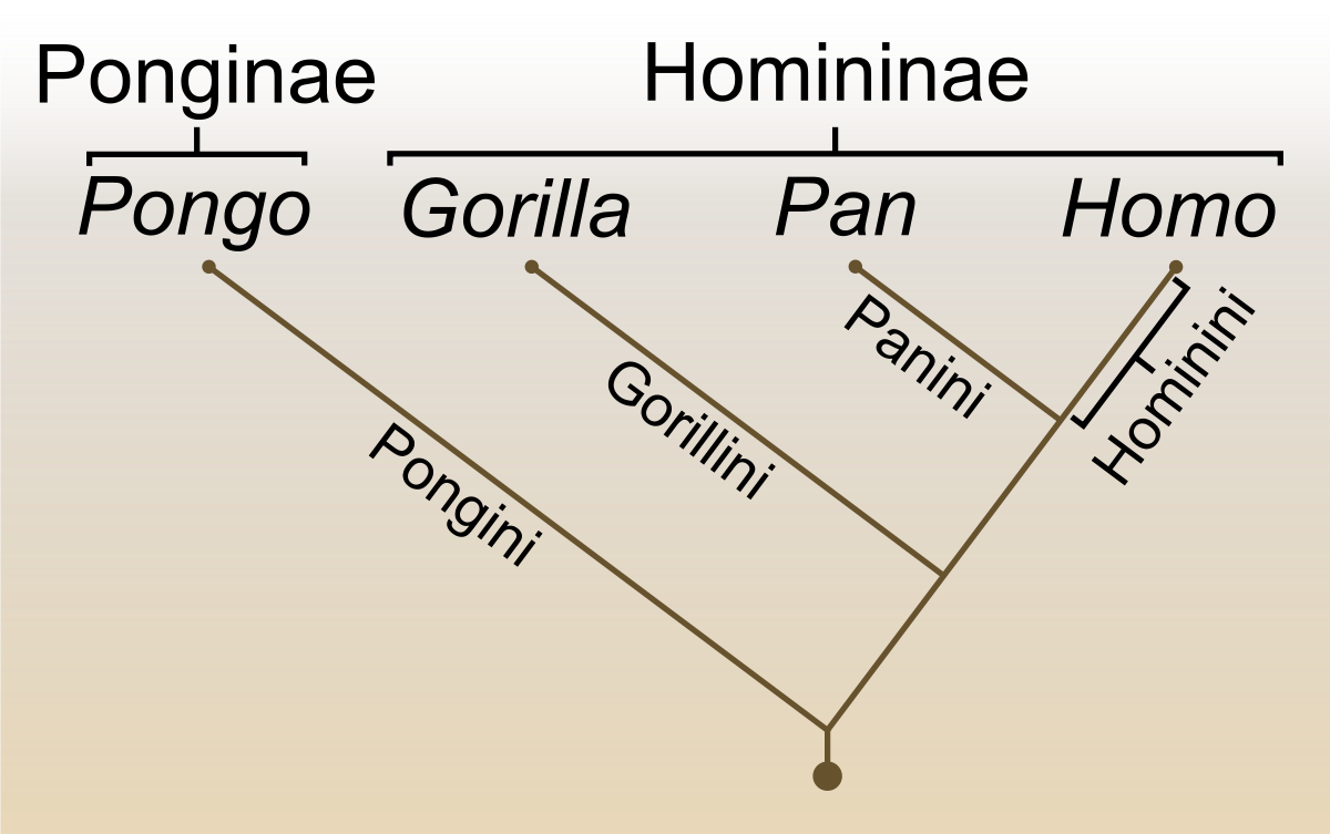 Human Evolution Png (1200x753), Png Download