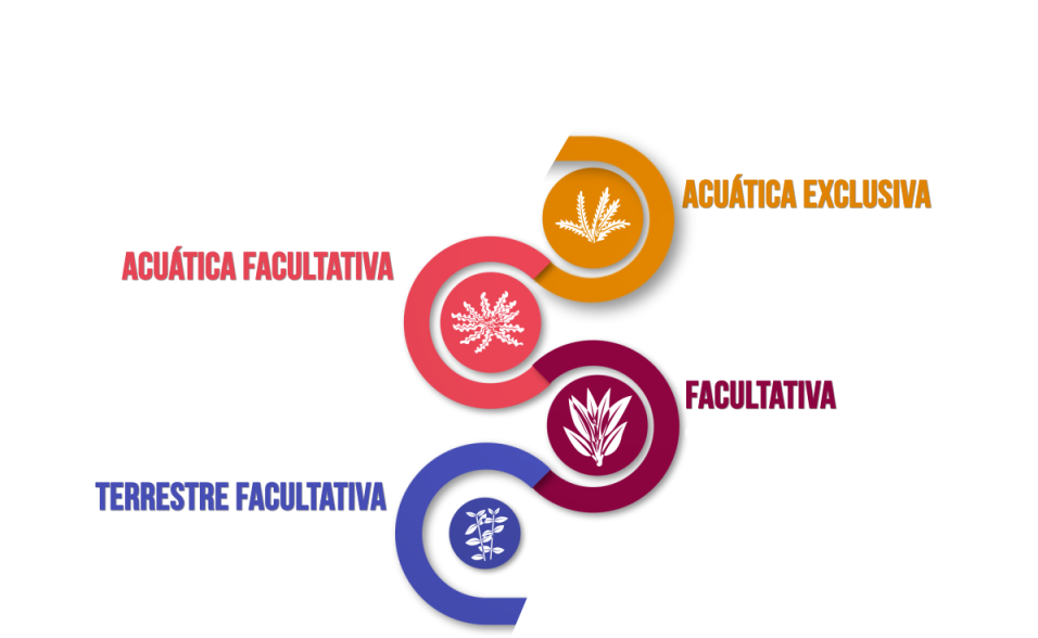 Begonia De Pantano (1920x900), Png Download