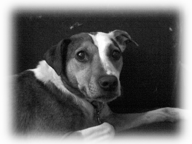 Sacramento Pet Sitter, Sacramento Pet Sitters, Sacramento (640x480), Png Download