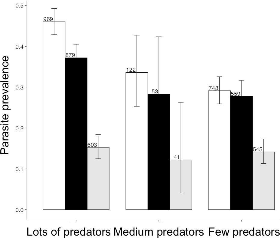 Where There Are Lots Of Predators, Female Guppies Shoal (954x800), Png Download