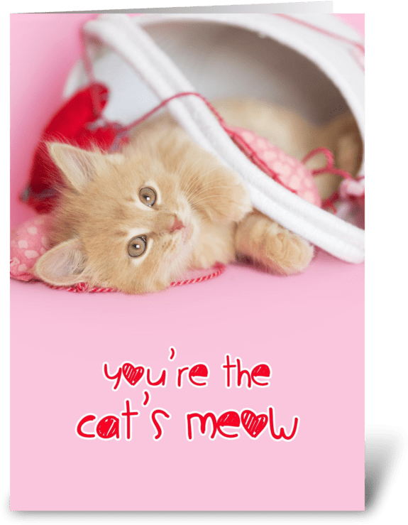 Kitten Youre The Cats Meow Greeting Card (700x792), Png Download