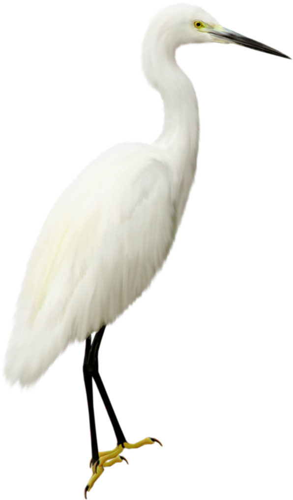 Heron Transparent Png (753x1280), Png Download