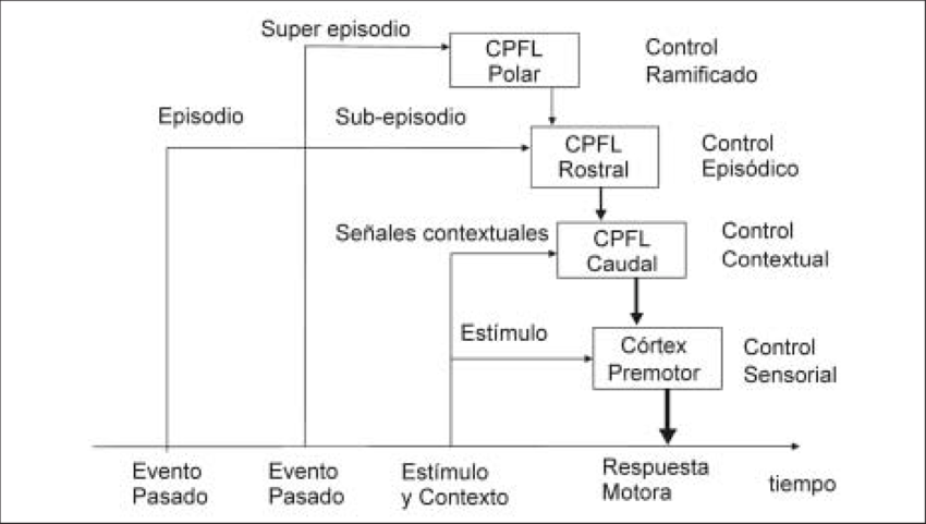 Arquitectura En Cascada Del Control Ejecutivo Del Cortex (850x481), Png Download