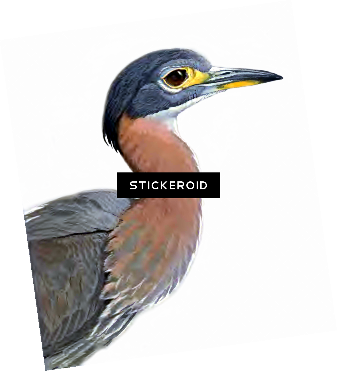 Heron Birds (1174x1293), Png Download