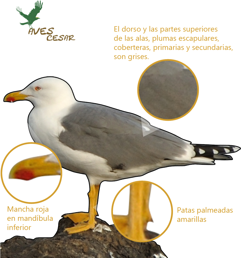 Ave De Tamaño Medio, Su Longitud Llega A Los 56 Cm (949x1055), Png Download