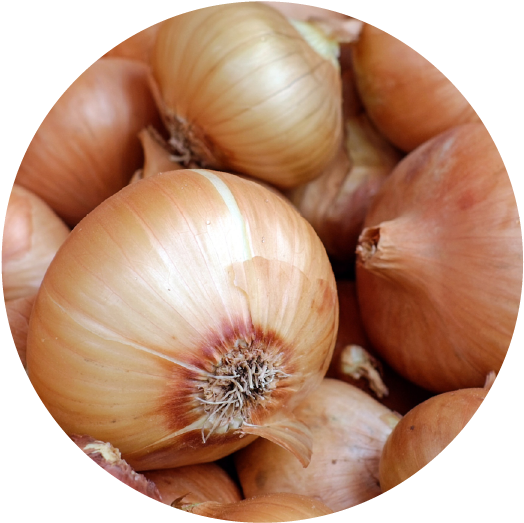 ¿qué Variedad Cultivar (597x550), Png Download