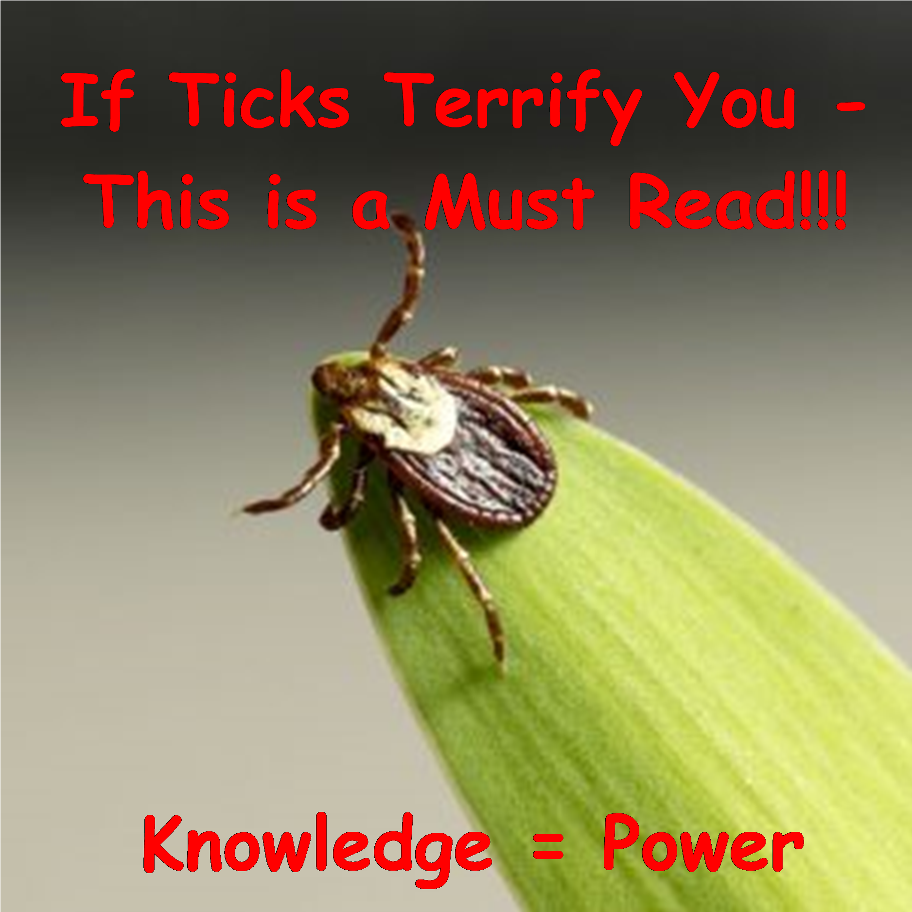 Ticks & Lyme Disease Prevention (3123x1933), Png Download