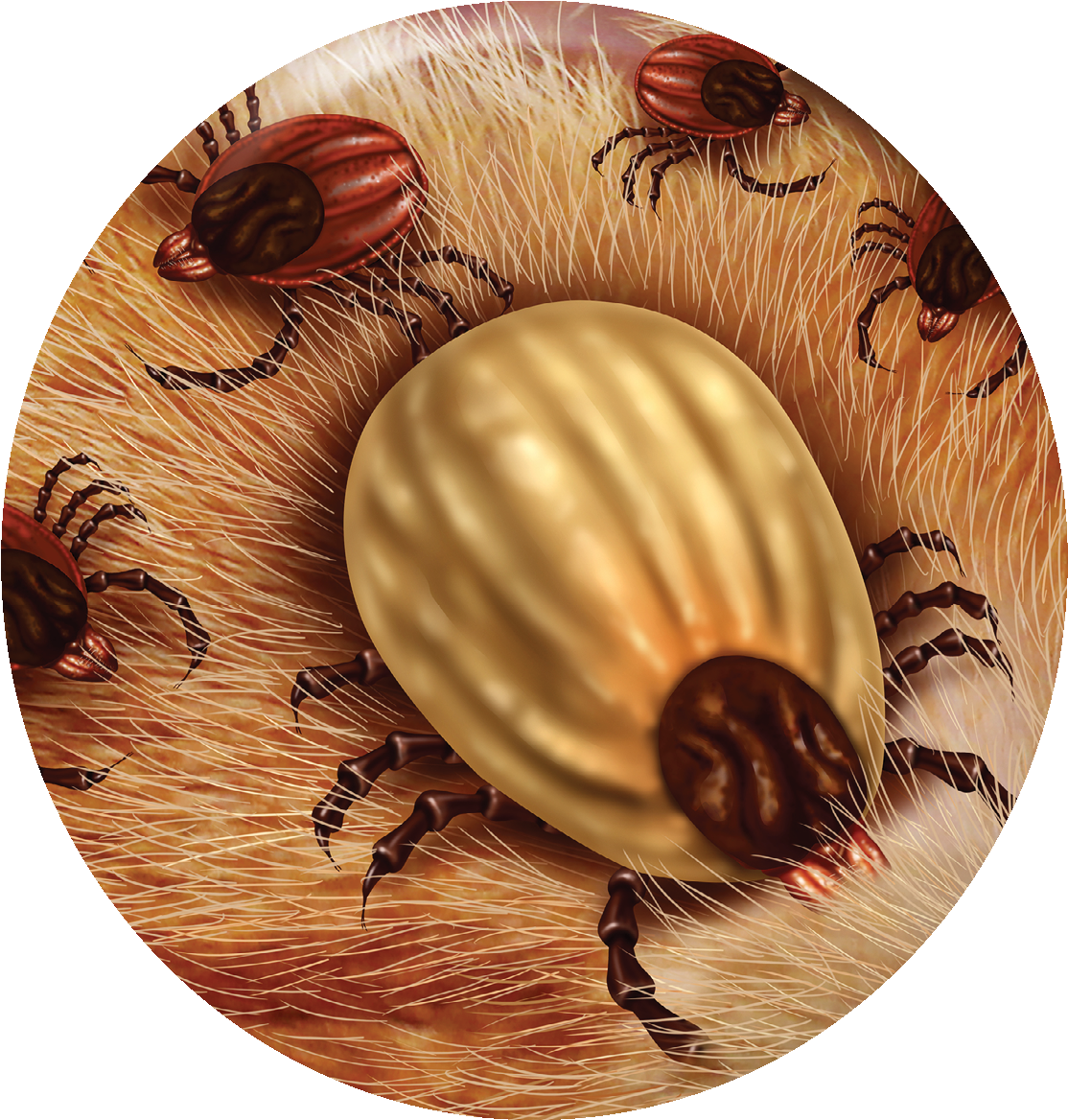 “currently, Ticks And Lyme Disease Are Common Around (1167x1167), Png Download
