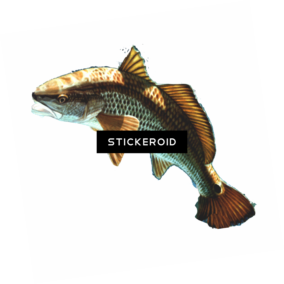 Fish (1128x1129), Png Download