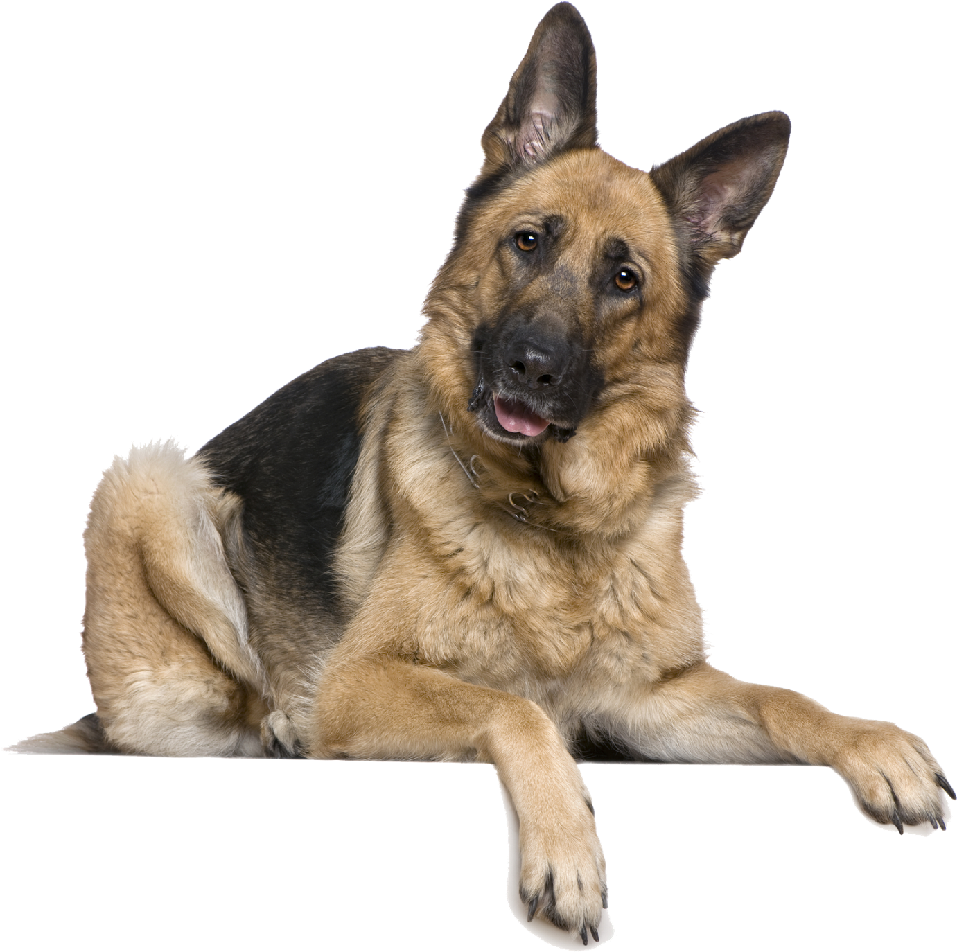 La Domesticación De Perros Inició En Asia Central (1600x1457), Png Download