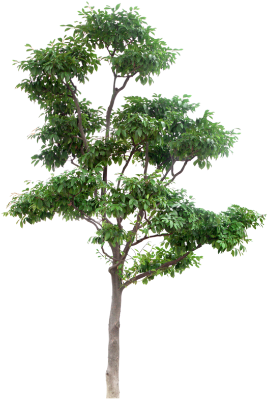 Arbre (555x800), Png Download