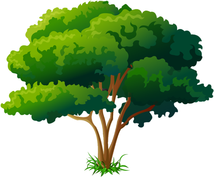 Arbre Png (800x791), Png Download