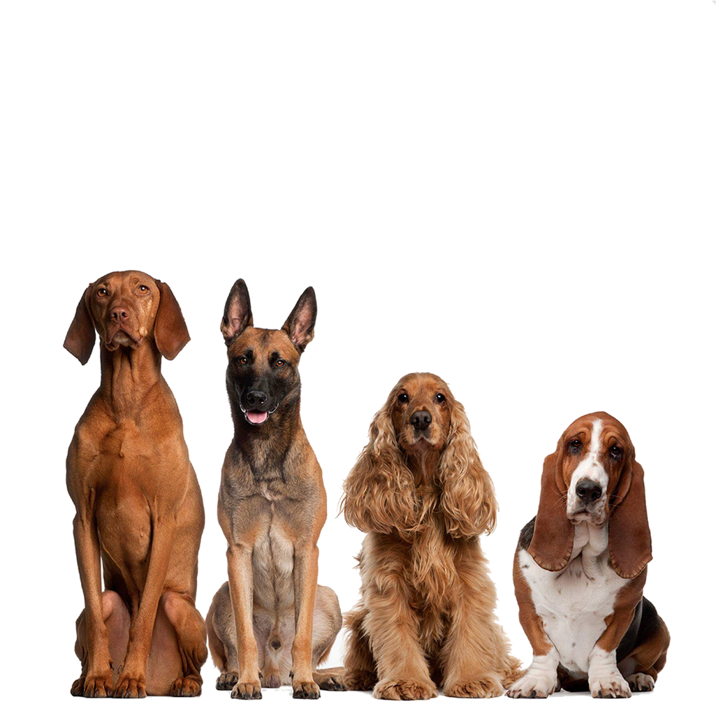 Perritos Png (1024x1024), Png Download