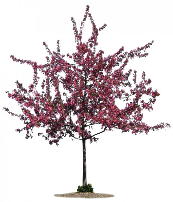 Download Arbre Printemps Png Png Image With No Background Pngkey Com