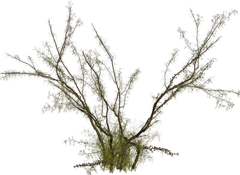 Par Crinière Dans Scrap Arbres Le 4 Juin 2016 À (800x622), Png Download