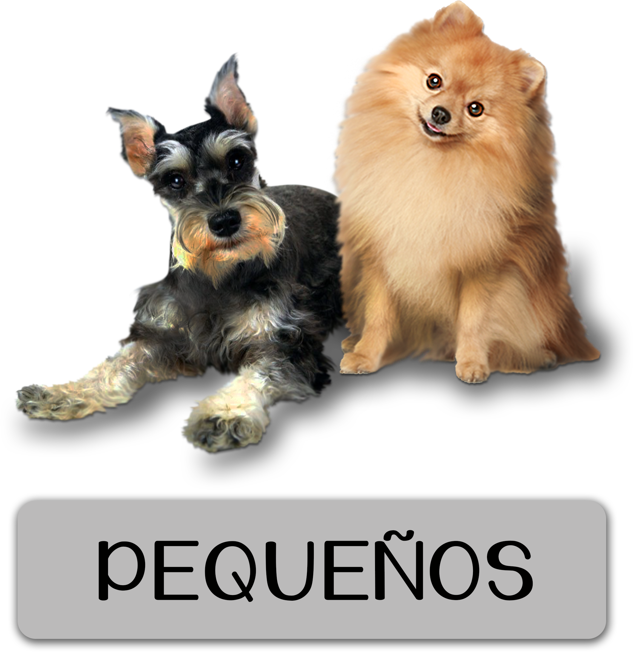 Alimento Nutritivo Para Perros Pequeños (2172x2904), Png Download