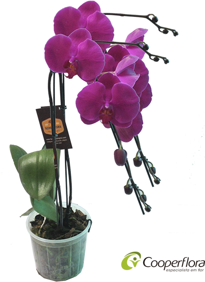 Vaso Orquidea Phalaenopsis (600x600), Png Download