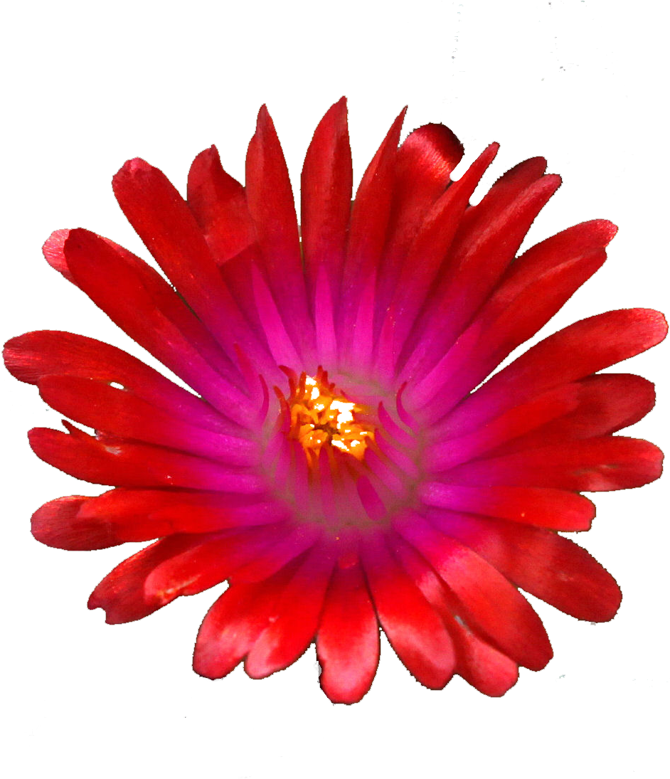 Red Jewel Png (2500x2500), Png Download