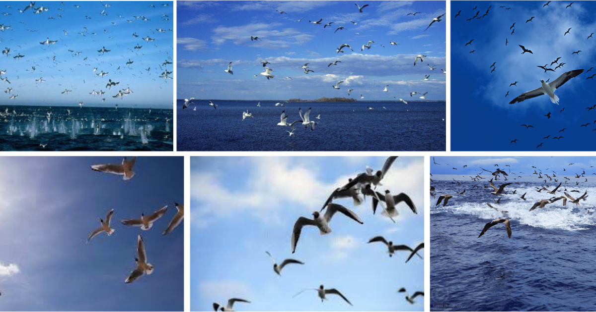 Gaviotas Png (1200x630), Png Download