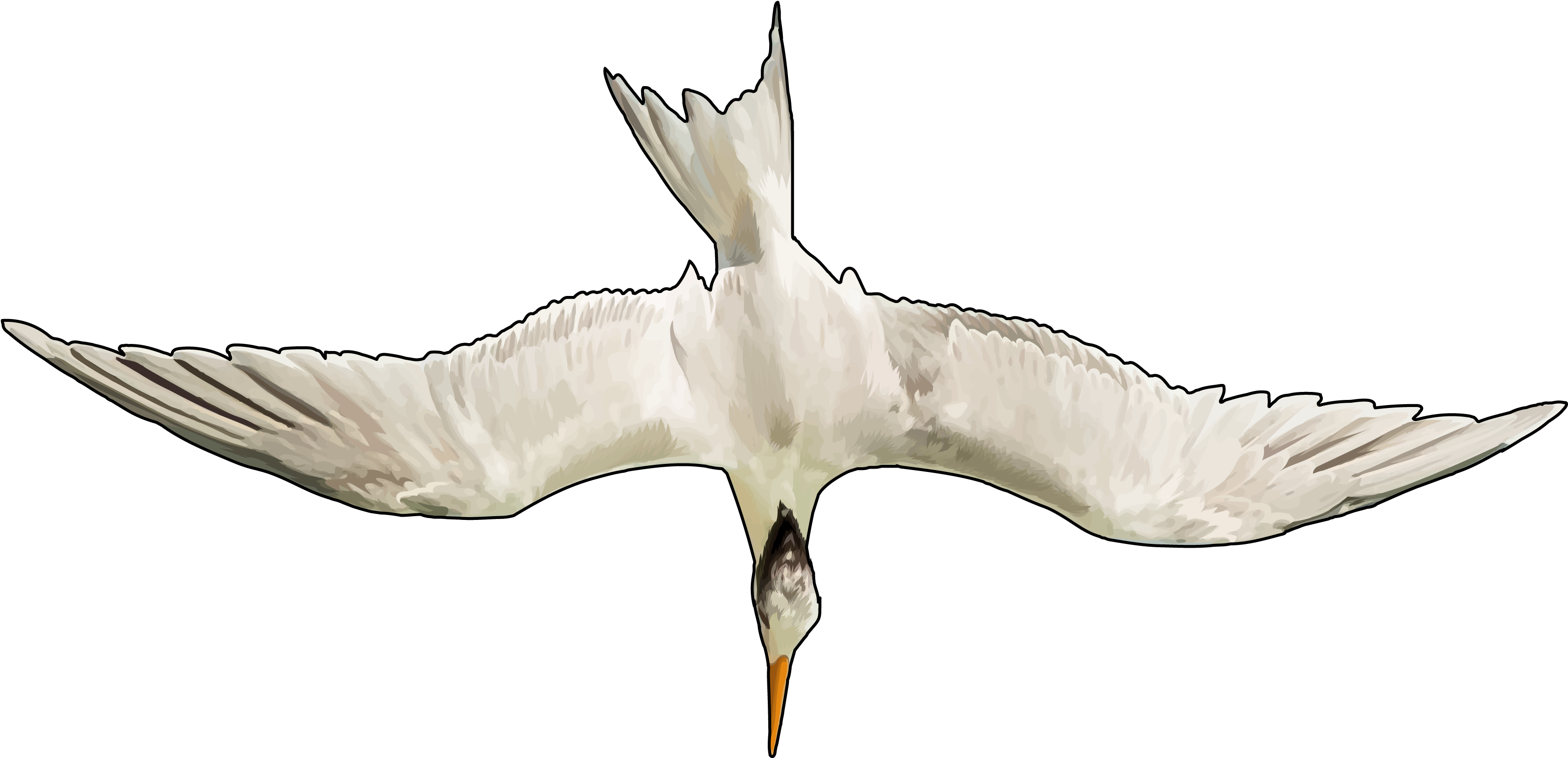 Gaviotas Png (3508x2480), Png Download