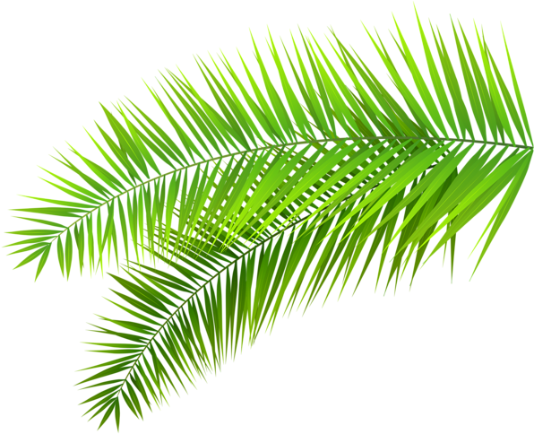 Palm Palms Leaf Plants Green Tumblr Editpng Pngedit - Tropical Leaves Transparent Background (600x491), Png Download