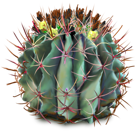 10 Free Plants & Flowers Png Images- At Dzzyn - Cactus With Flowers Png (500x486), Png Download