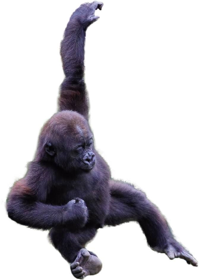 Transparent Gorilla (674x941), Png Download