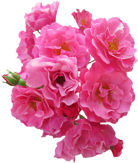 Bunch Pink Rose Flower Png Image - Flores Rosadas En Png (500x601), Png Download