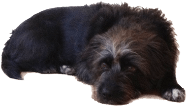Old Black Dog Lying Down - Small Dog Lying Down (400x400), Png Download