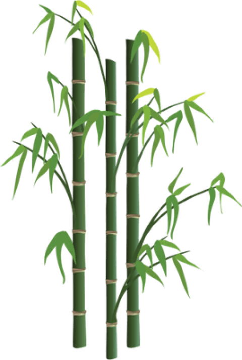 Free Png Bamboo Png Images Transparent - Bamboo Png (480x712), Png Download