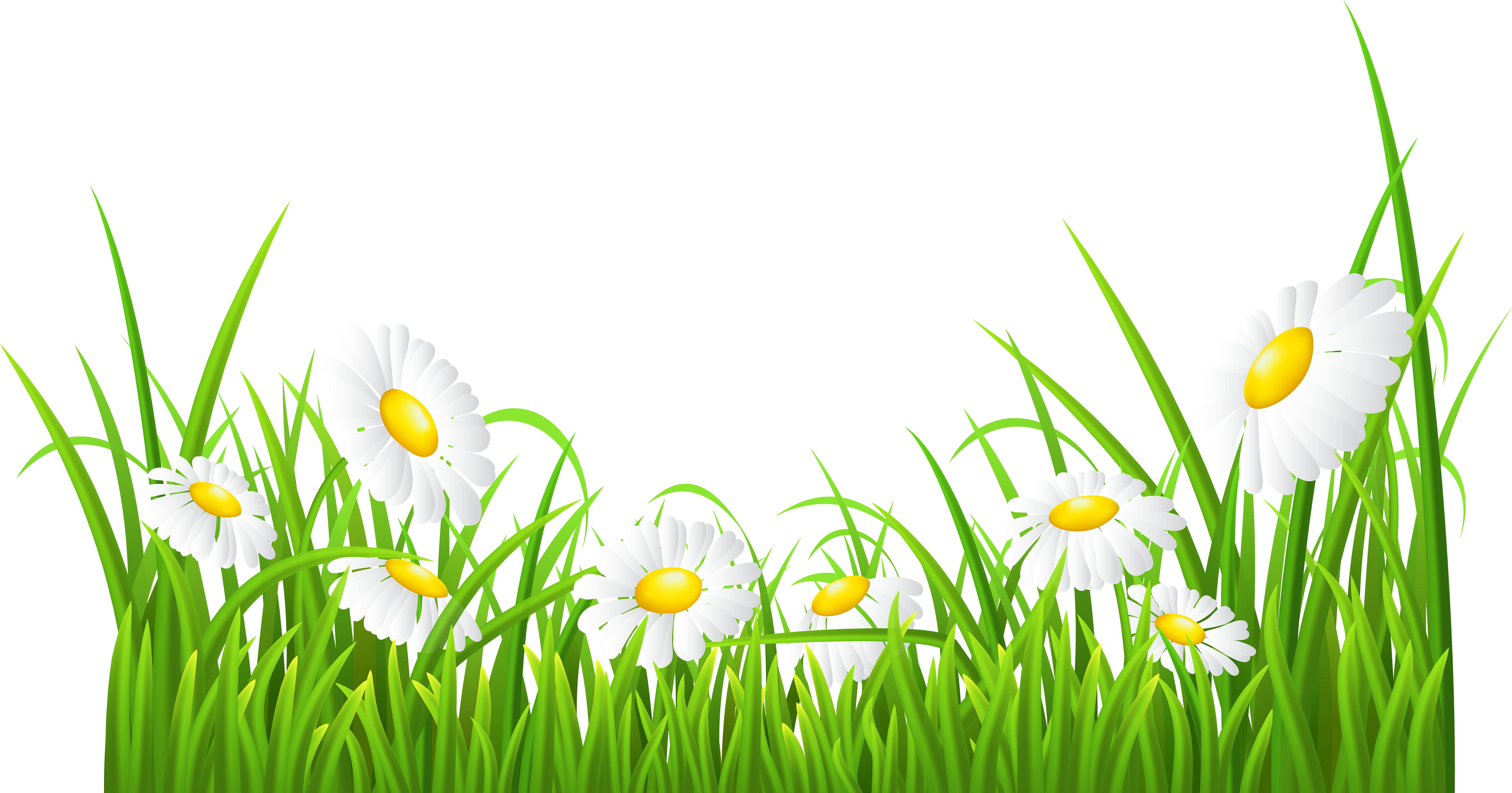 Royalty Free Green Grass Flowers Clipart - White Daisies Clipart (8000x4215), Png Download