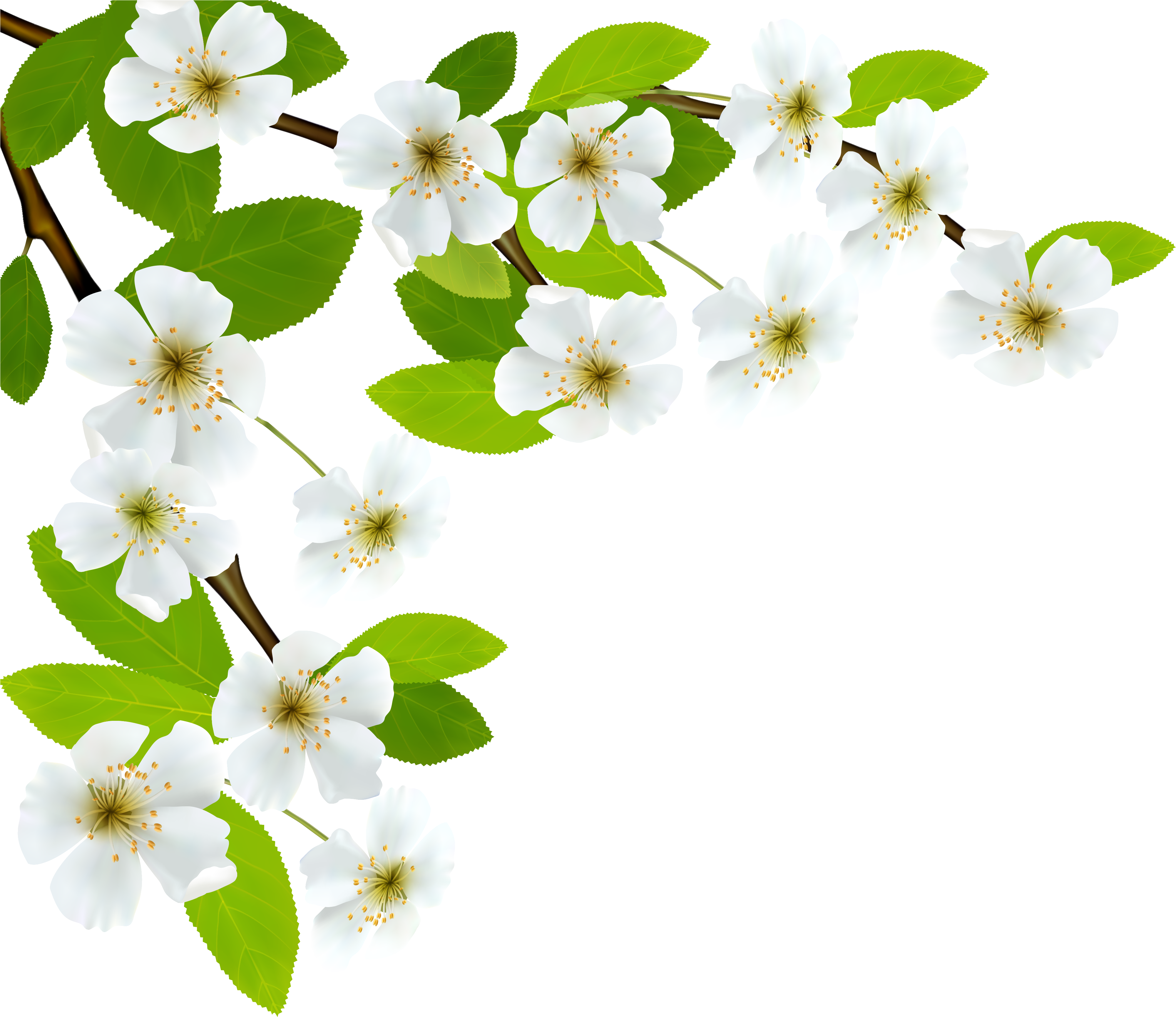 White Spring Branch Png Clipart Image (600x540), Png Download