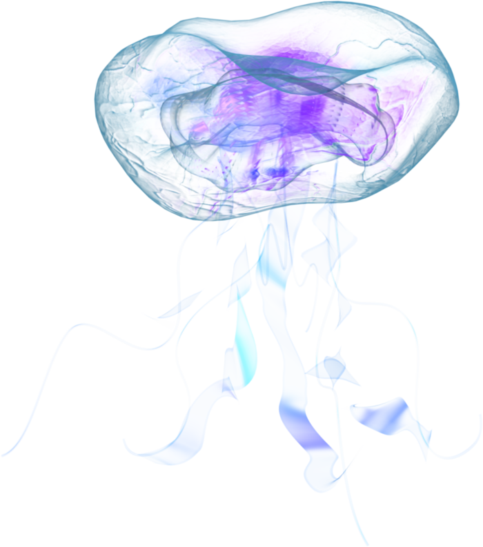 Jellyfish Png - Transparent Jellyfish (700x793), Png Download