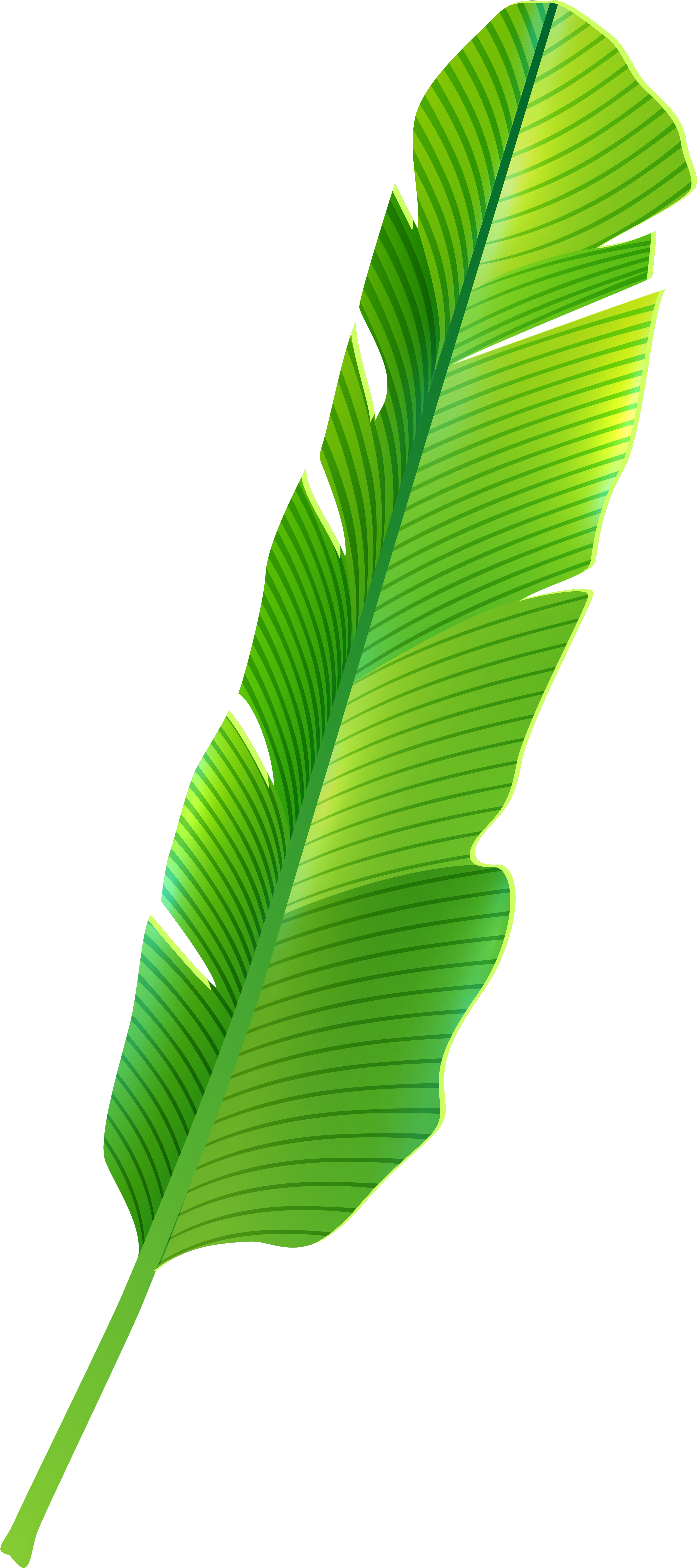 Tropical Leaf Png Clip Art - Tropical Banana Leaf Png (3725x8000), Png Download