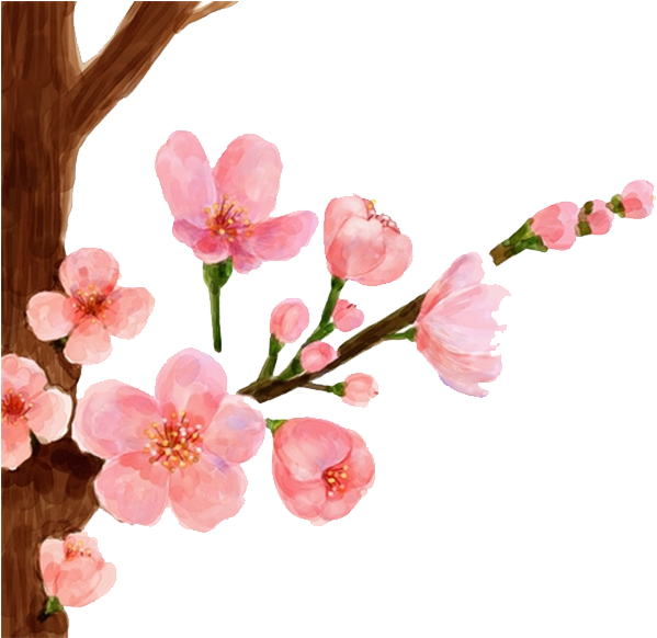 Cherry Painting Spring Peach - Peach Blossom Flower Drawing (658x658), Png Download