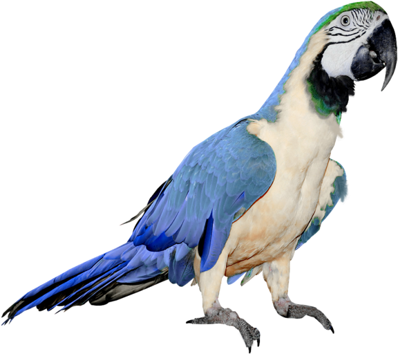 Best Free Parrot Png In High Resolution - Blue And White Parrot (600x535), Png Download