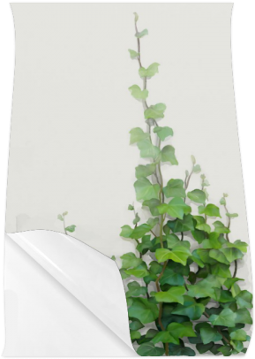 Watercolor Vines, Climbing Plant Poster 23*36 - Wall Backpack By Ivaw (500x500), Png Download