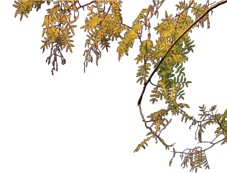 Png Tree File Arc Triomphe Tree Wikimedia Mons - Png File Of Tree (750x600), Png Download
