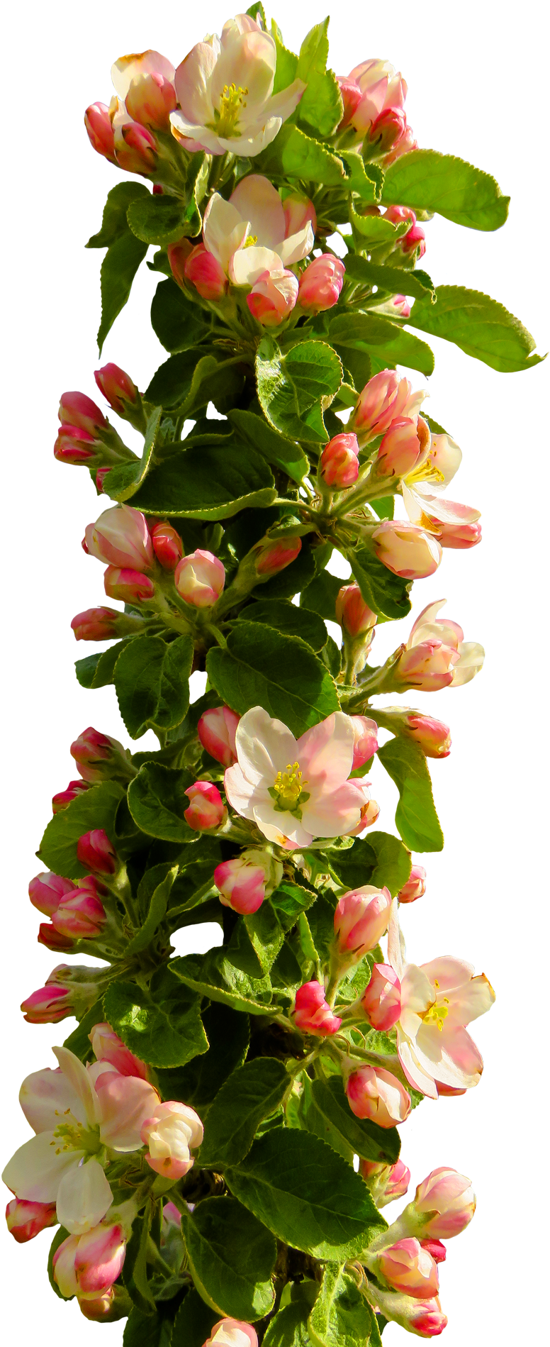 Download Spring Flower Png Flowers Png Images Hd Png Image With No Background Pngkey Com